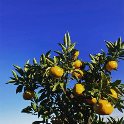 パパイヤ様　山北みかん5キロ 山北みかん 5kg【販売期間11月～1月】 ｜ 土佐のあさいち便