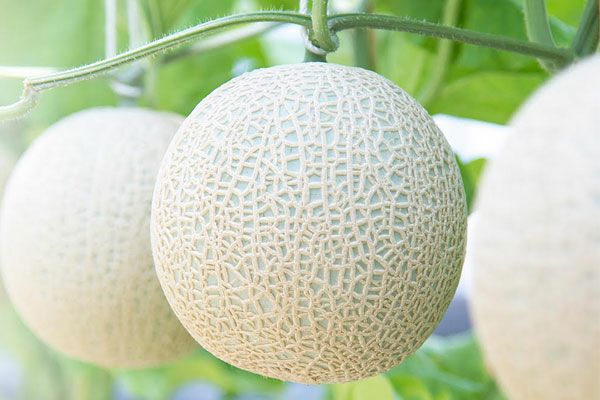 一果相伝【良品】マスクメロン 1玉 | 土佐料理 司[つかさ]・祢保希